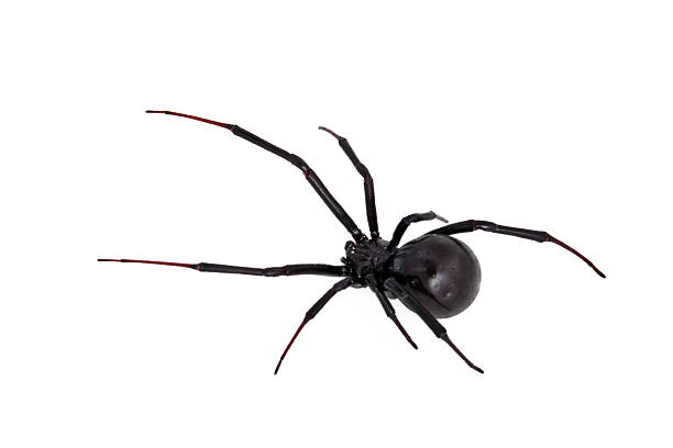 Örümcek